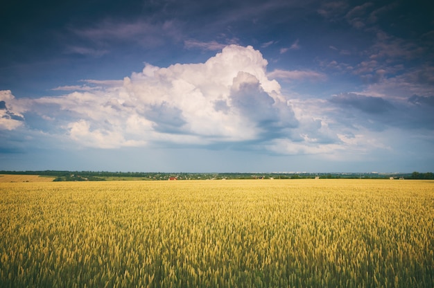 Campo dourado e lindo céu