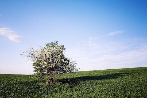 Campo e cerejeira sobre o céu azul