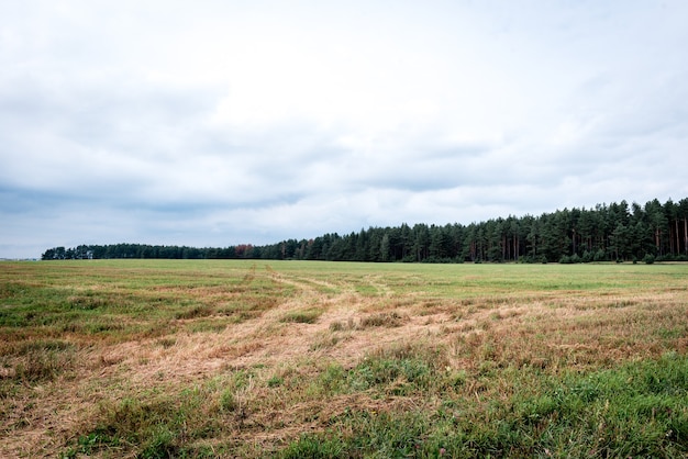 Campo e floresta vazios do país.