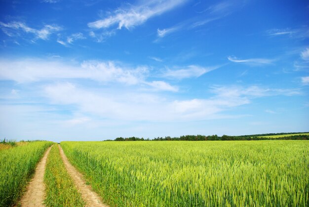 campo e juramento em dia ensolarado