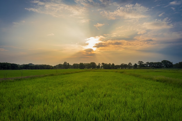 Campo e por do sol bonitos do arroz em Tailândia.