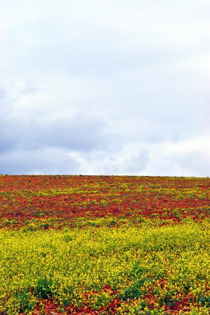 Campo em pouso coberto de mostarda branca Sinapis alba com céu nublado