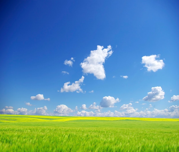 Campo em um fundo de céu azul