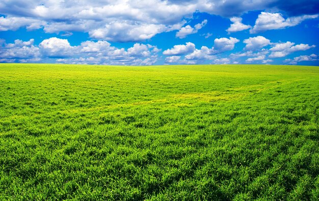 Campo em um fundo de céu azul