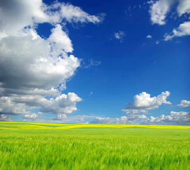 Campo em um fundo de céu azul