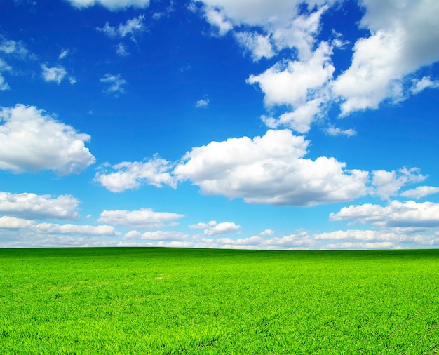 Campo em um fundo de céu azul