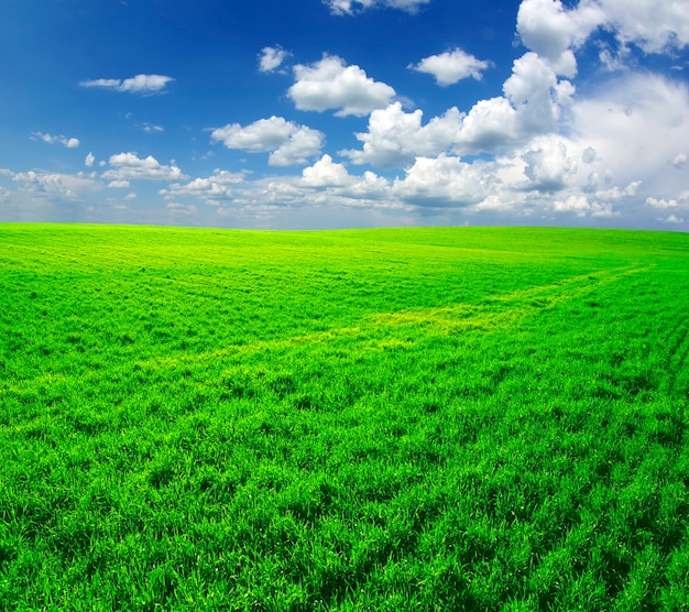 Campo em um fundo de céu azul