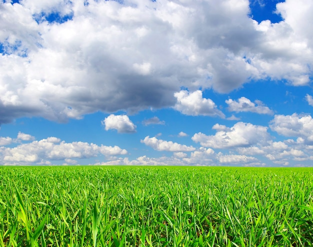 Campo em um fundo de céu azul