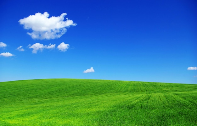 Campo em um fundo de céu azul