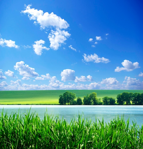 Campo em um fundo de céu azul