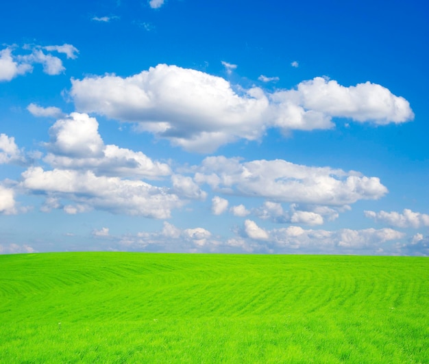 Campo em um fundo de céu azul