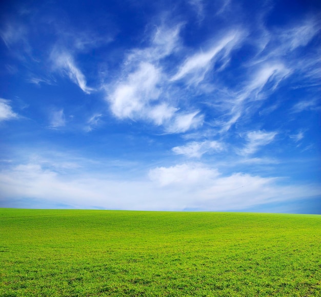 Campo em um fundo de céu azul