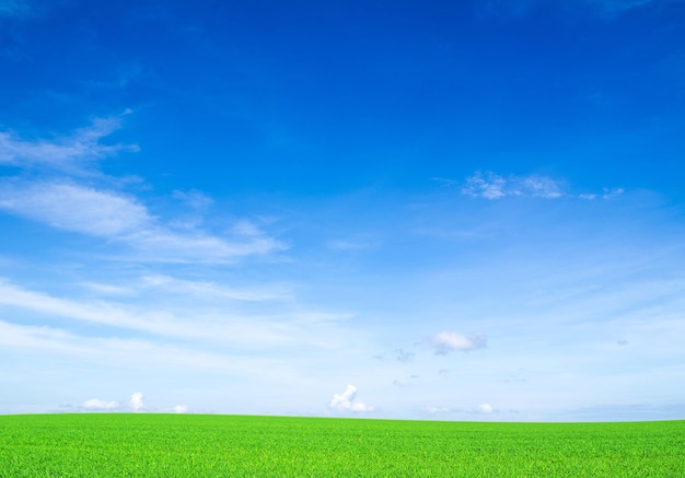 Campo em um fundo de céu azul