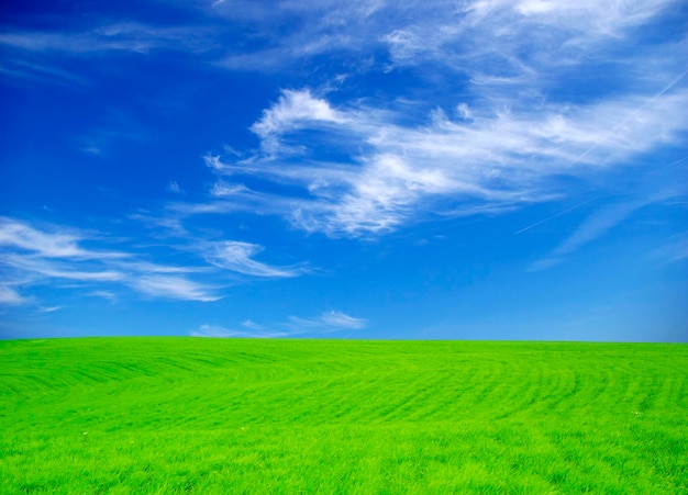 Campo em um fundo de céu azul