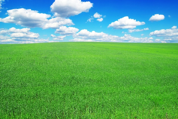 Campo em um fundo de céu azul