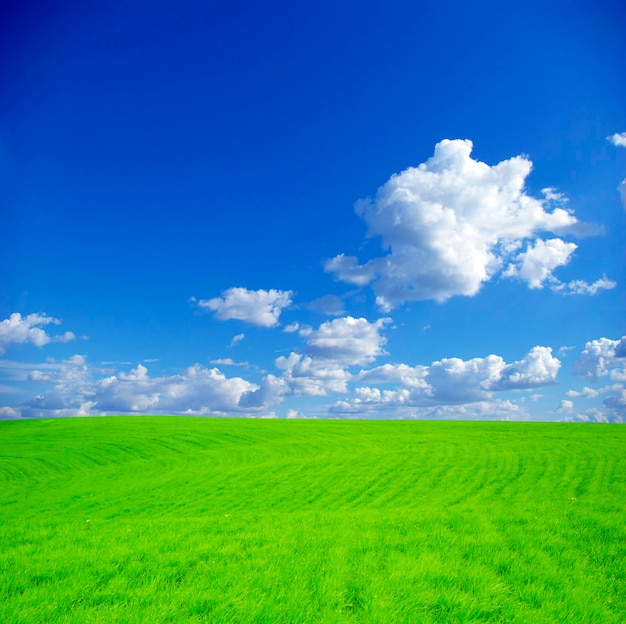 Campo em um fundo de céu azul