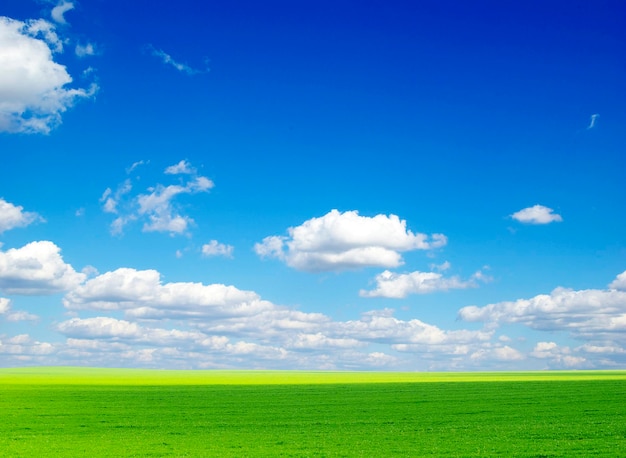 Campo em um fundo do céu azul