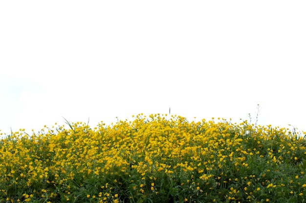 Campo de escritura blanco y flores amarillas.