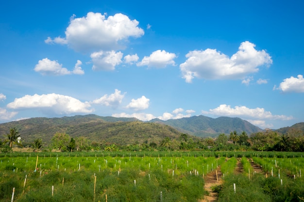 campo de espárragos