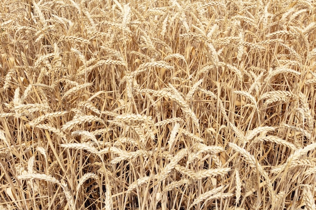 Campo con espigas de grano