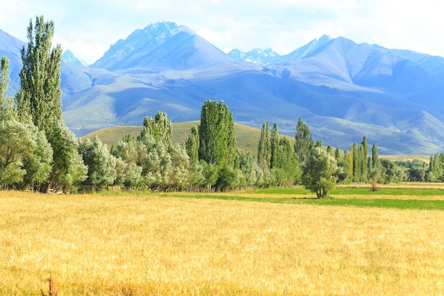 Un campo con espigas de pan en el contexto de las altas montañas Agricultura Agricultura Hermoso paisaje montañoso Kirguistán