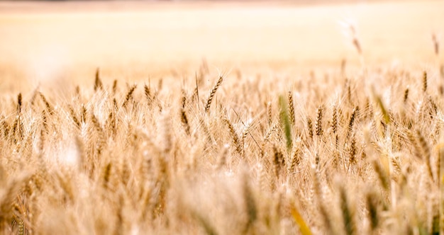 Campo de espigas de plantas agrícolas en la naturaleza Foto