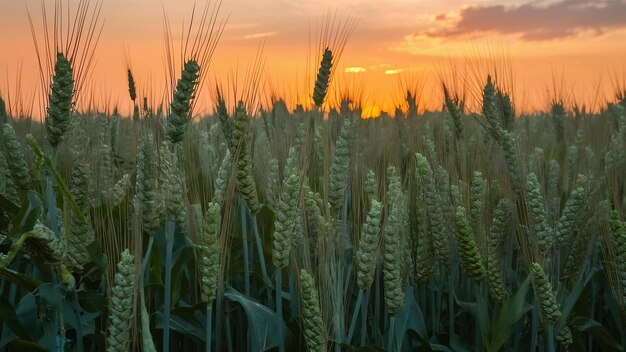 Un campo con espigas de trigo al atardecer