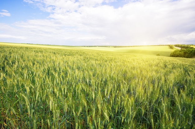 Campo con espigas verdes de trigo bajo un sol brillante