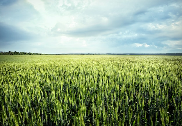 Campo con espigas verdes de trigo