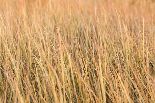 Un campo con espiguillas, pasto seco en un día soleado de otoño. Enfoque selectivo