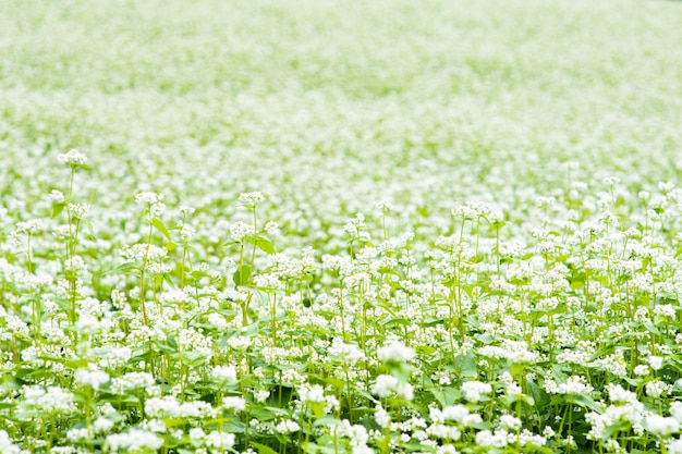 El campo está lleno de flores blancas.