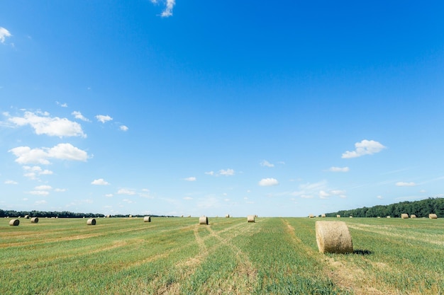 Campo con fardos de paja después de la cosecha contra el fondo del cielo Montones de paja después de cosechar espigas de trigo Campo de granja agrícola después de la cosecha de cereales