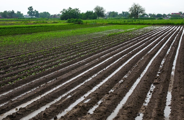 El campo de la finca está inundado con camellones llenos de agua Destrucción de cultivos y daños a la agricultura Clima inestable fuertes lluvias y tormentas Daños a las fincas y la agroindustria Agricultura