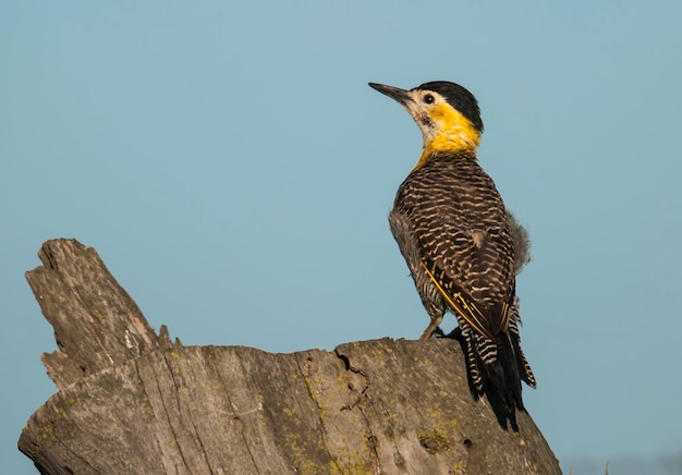 Campo Flicker, Provincia de La Pampa, Patagonia, Argentina.