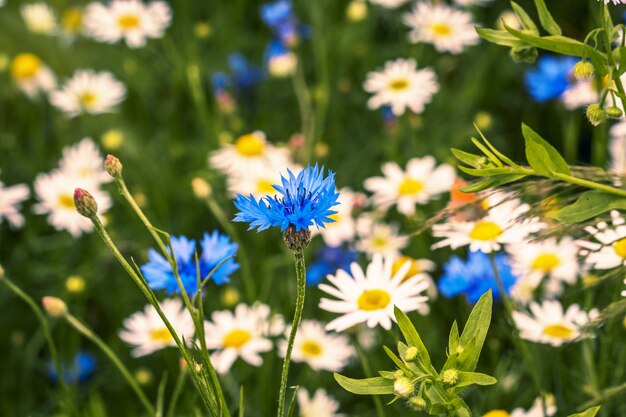 Campo con flor de acianos y margaritas, paisaje de verano con flores silvestres.