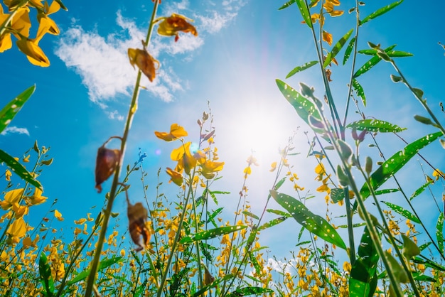 Campo de flor amarillo hermoso del paisaje con el cielo azul y la luz del sol.