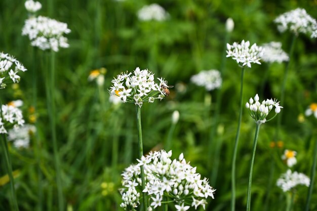 Campo de flor de cebollino chino