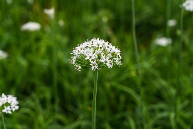 Campo de flor de cebollino chino