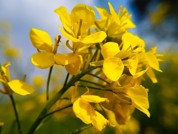 Campo de flor de colza amarilla en primavera