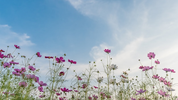 Campo de flor del cosmos con el cielo azul.