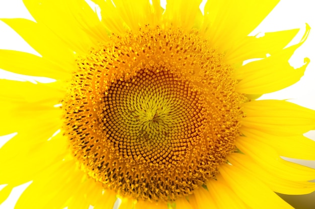 campo de flor de girasol de cerca