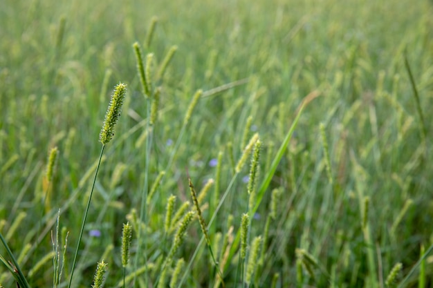 Campo de flor de hierba verde