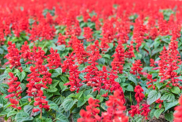 Campo de la flor roja hermosa en jardín.