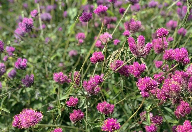 Campo de flor rosa en la montaña en la agricultura