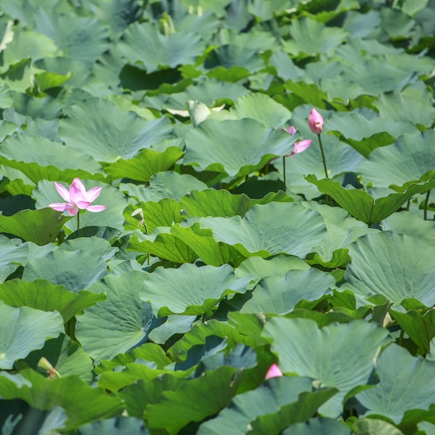 Campo flor rosa verde Lotus Nature no parque