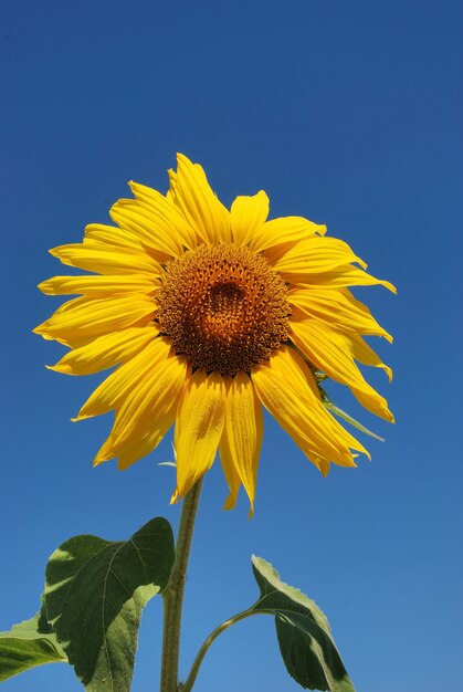 Campo de flor de sol