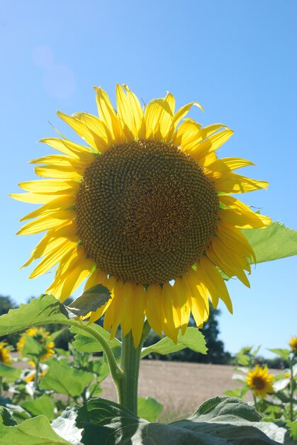 Campo de flor de sol