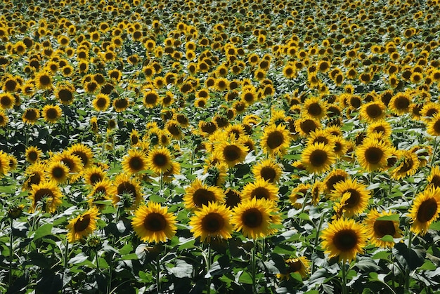 Campo de flor de sol