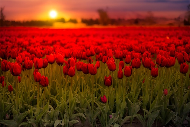 Campo de flor de tulipán cerca de fondo de naturaleza temporada de primavera