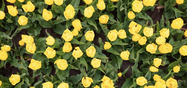 Campo de flor de tulipán cerrar fondo de naturaleza